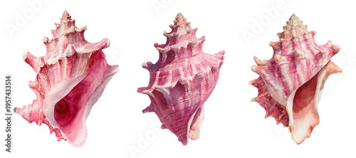 Pink watercolor seashells with delicate spirals and spikes arranged on a white background, perfect for summer, beach, marine, and nature themed designs and print projects