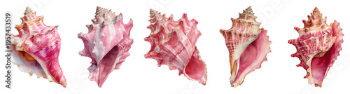 Collection of five pink watercolor murex seashells showcasing intricate details and natural beauty, isolated on a white background for various design applications