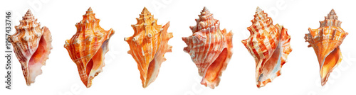 Watercolor illustration creating a collection of six unique conch seashells. Individually rendered with vibrant orange and brown tones