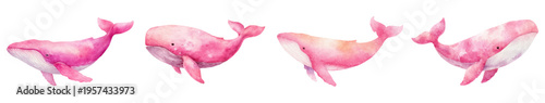Pink watercolor whale collection swimming, showing marine mammal life and underwater ocean animals in a cute artistic hand painted design for children's graphics