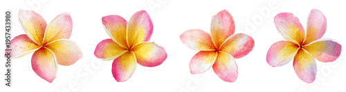 Frangipani flowers arranged in a vibrant line, displaying a beautiful watercolor blend of pink and yellow petals, perfect for tropical designs and invitations