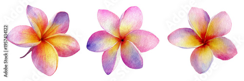 Plumeria frangipani flowers in watercolor painting style, showcasing tropical blooms with vibrant pink, yellow, and purple gradients, ideal for summer design elements and botanical illustrations