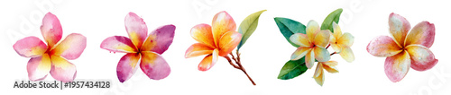 Watercolor plumeria flowers painted in lush pink, yellow, and orange hues, representing tropical beauty, relaxation, and vacation on a clean white background