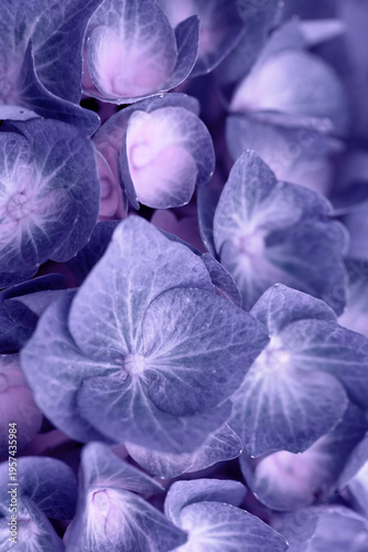 Blue hydrangeas in natural sunlight,close up.