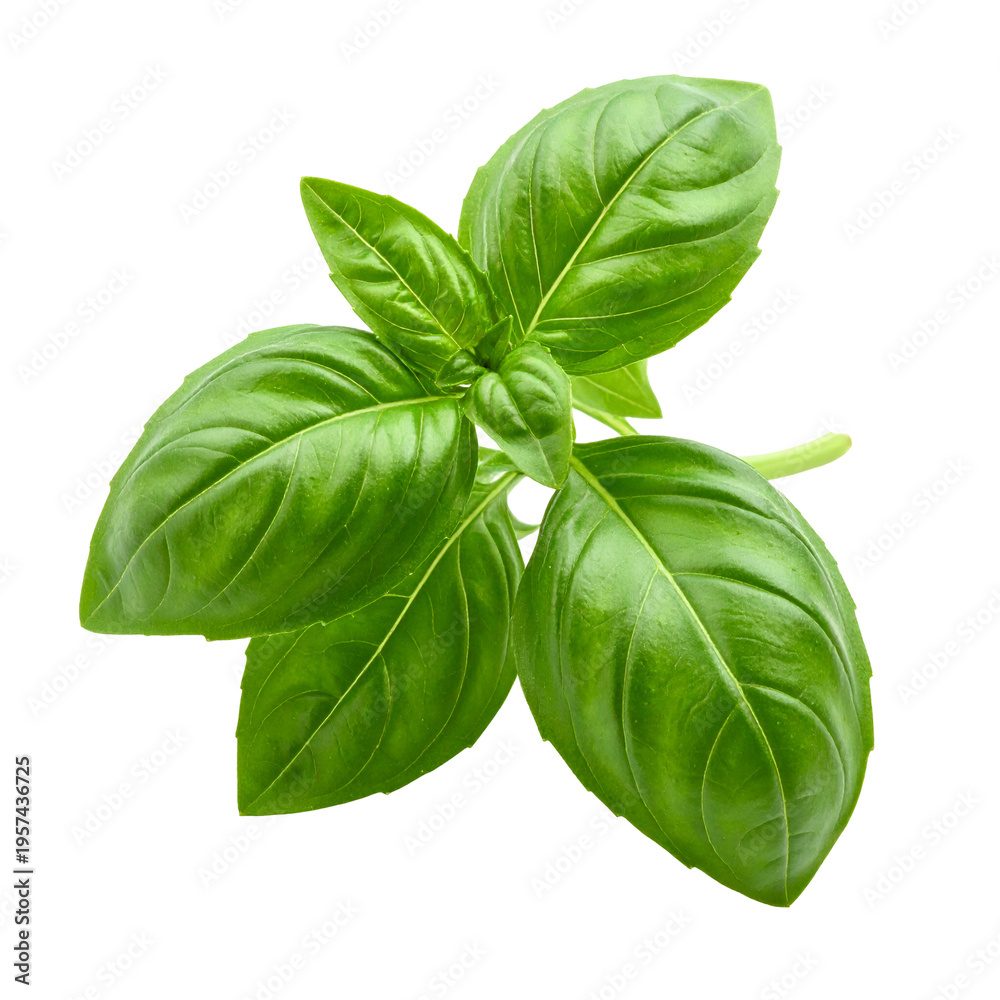 Fototapeta premium Fresh Green Basil Leaves Sprig, Aromatic Herb Plant Isolated on Transparent Background