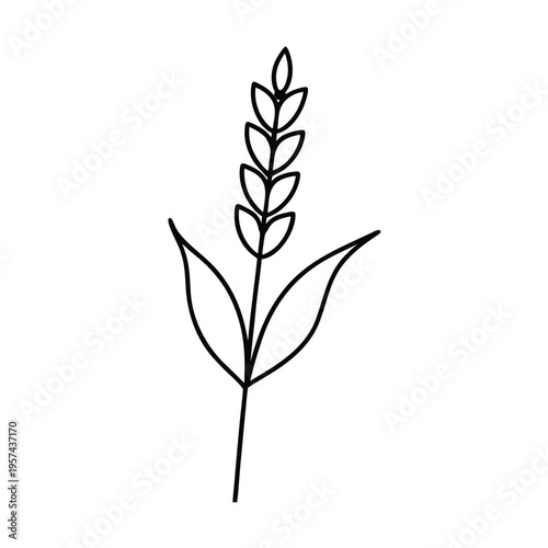 Wheat stalk vector outline icon. simple plant illustration with leaves and grains