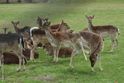 Foto Damwild, Damwild, Damhirsch, Dama dama