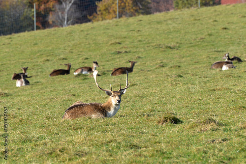 Foto Damwild, Damwild, Damhirsch, Dama dama