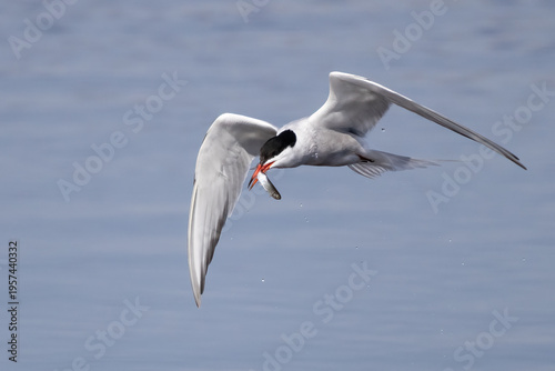 common tern