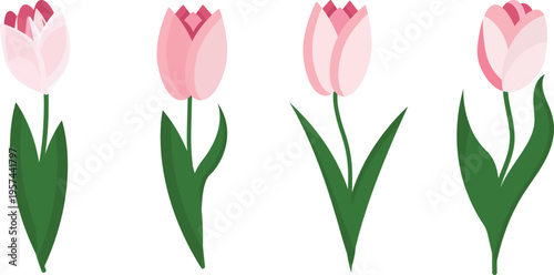 Pink tulips without background.Vector design