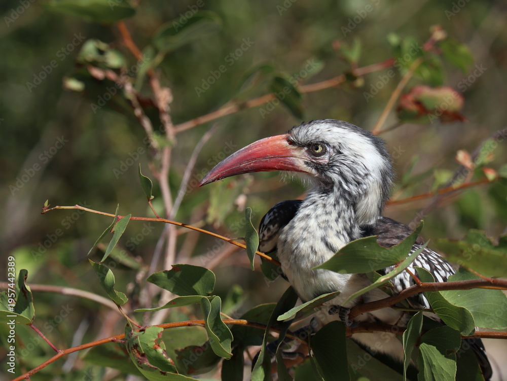 Fototapeta premium Red Billed Hornbill