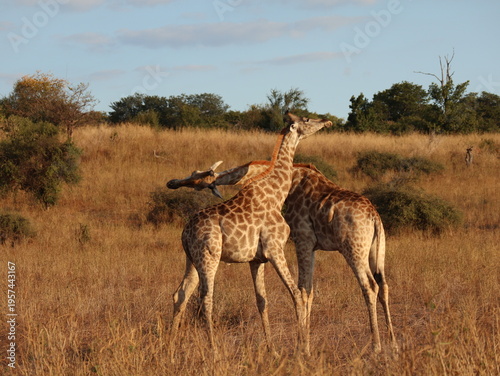 Photography giraffes necking in the savannah