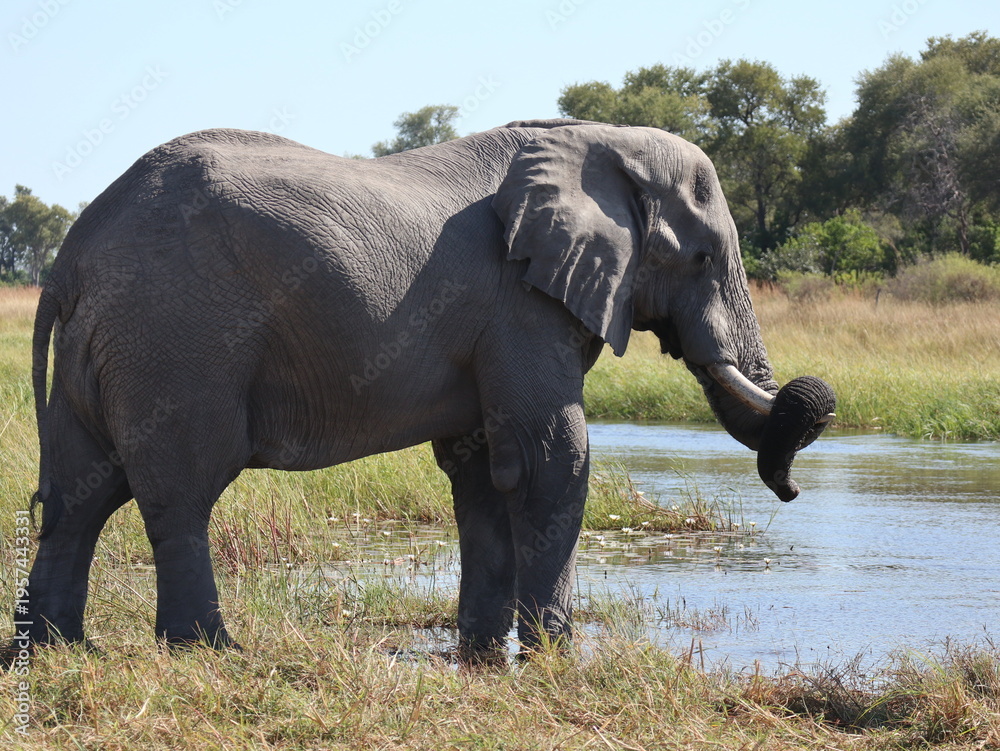 Fototapeta premium Playful Elephant
