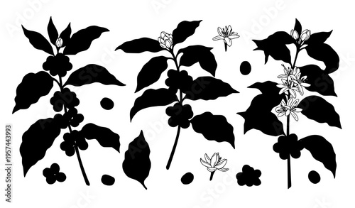 Coffee plant botanical vector set with arabica branch beans and tropical leaves isolated on white background