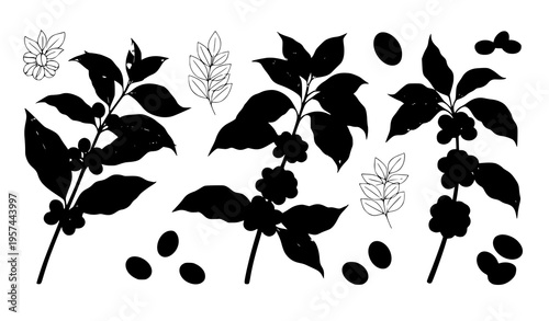 Arabica coffee branch and botanical leaves vector collection organic nature illustration isolated on white