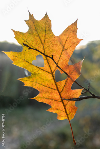 Hello, autumn. An orange oak leaf hangs on a tree branch, with a heart carved into it against a backdrop of the sun. Concept of love for nature, love for autumn.