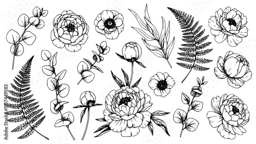 Collection of Hand Drawn Botanical Elements Featuring Peony Flowers Eucalyptus Sprigs Fern Leaves and Simple Anemone Blooms as Decorative Vector Illustrations for Design Projects