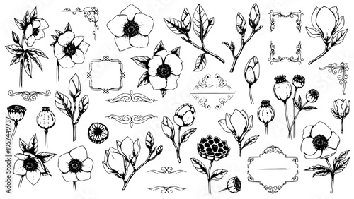 Hand Drawn Botanical Vector Elements Collection Featuring Assorted Vintage Flowers Buds Leaves Ornate Flourishes Dividers and Decorative Graphic Frames for Design Projects