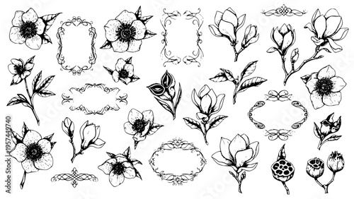 Set of Hand Drawn Botanical Floral Elements Including Magnolia and Hellebore Flowers with Ornate Vintage Decorative Frames and Swirl Dividers for Design Projects