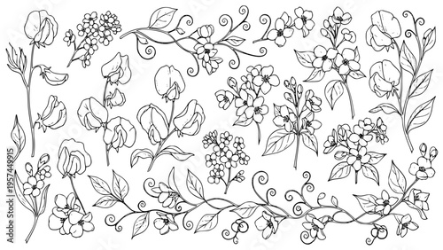 Black And White Botanical Illustration Set Featuring Hand Drawn Sweet Pea Flowers Jasmine Sprigs And Curly Vine Elements Perfect For Spring Designs