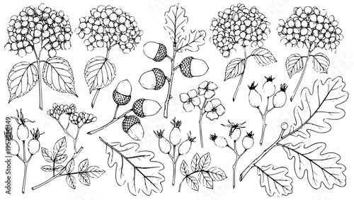 Autumn Botanical Vector Illustration Graphic Collection Featuring Various Hand-Drawn Nature Elements Like Oak Leaves, Acorns, Rosehips, and Hydrangea Flowers. Black and White Doodle Design for Seasona