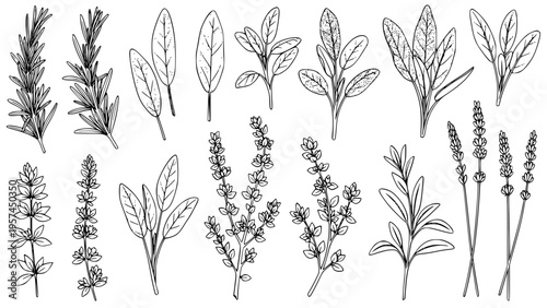 Hand-drawn Culinary Herb Vector Illustration Set Featuring Rosemary, Sage, Thyme, Oregano, and Lavender Plants. Botanical Graphic Design Elements for Cooking, Kitchen, Natural Food, Seasoning, or Herb