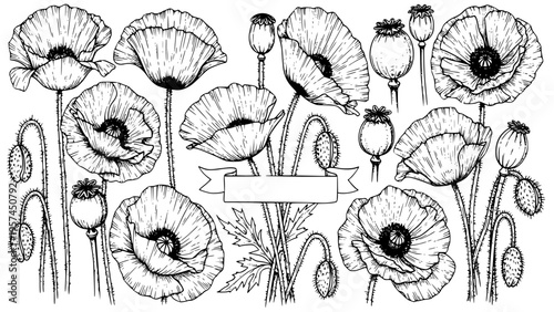 Vintage style hand-drawn poppy flower vector illustration featuring various bloom stages including buds and seed pods, with an elegant 'Save the Date' ribbon banner for versatile design.
