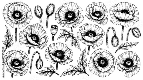 Foto Detailed black and white hand drawn vector illustration set featuring various stages of poppy flowers, buds, seed pods, and detailed leaves perfect for botanical design elements