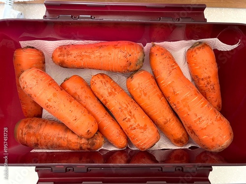 very fresh organic carrots bunch