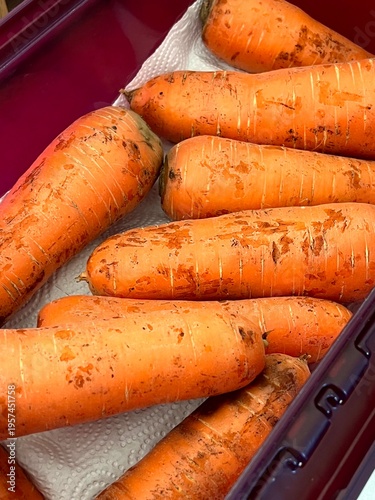 very fresh organic carrots bunch
