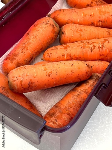 very fresh organic carrots bunch