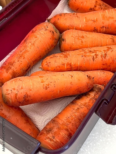 very fresh organic carrots bunch