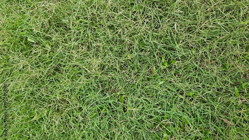A close up view of a lush green grassy lawn surface texture