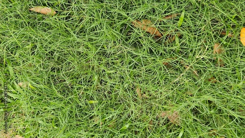 Foto A close up view of lush green grass with scattered dead leaves