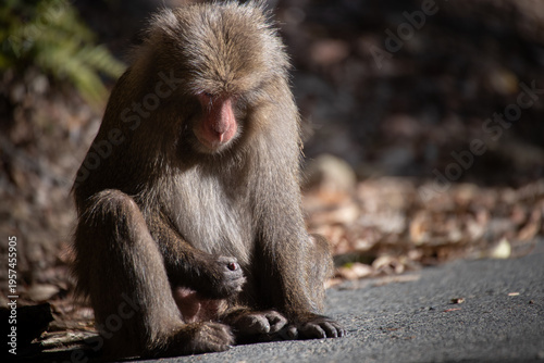 Self-love behavior of monkeys