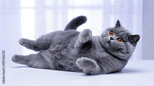 Adorable Fat Cat Playing on Back with Raised Paws, Isolated White Background Image