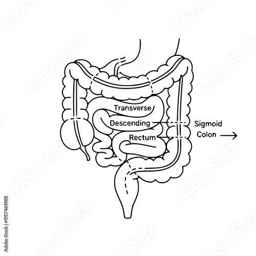 A diagram of the human large intestine Vector, illustration