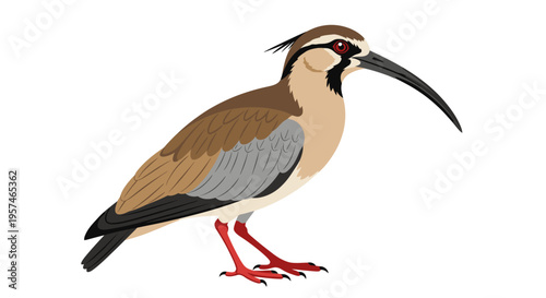 Ibis Bird Vector Illustration Isolated on White Background