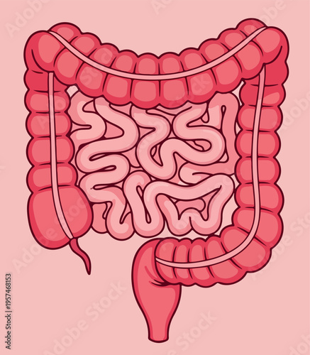 Detailed intestines anatomy illustration, small and large intestine educational medical physiology biology design