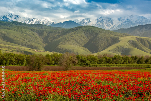 Canvas Print Blooming red poppy fields with mountain landscape in the background in Kazakhsta