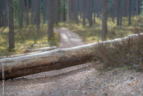 Fotografie Fallen tree trunk blocking forest path in pine woodland, natural obstacle in qui