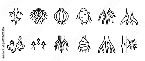 Root systems and root vegetables line art icons depicting various underground plant structures and edible tubers for botany and agriculture.