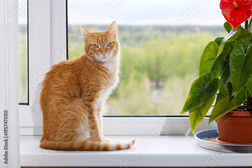 Domestic ginger cat sits on the windowsill and looks directly into the camera