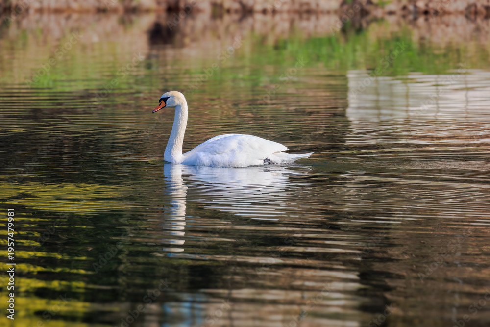 Fototapeta premium beautiful white swan floating on calm water