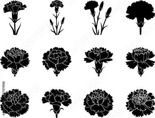 Collection of black silhouette carnation flowers and buds white background