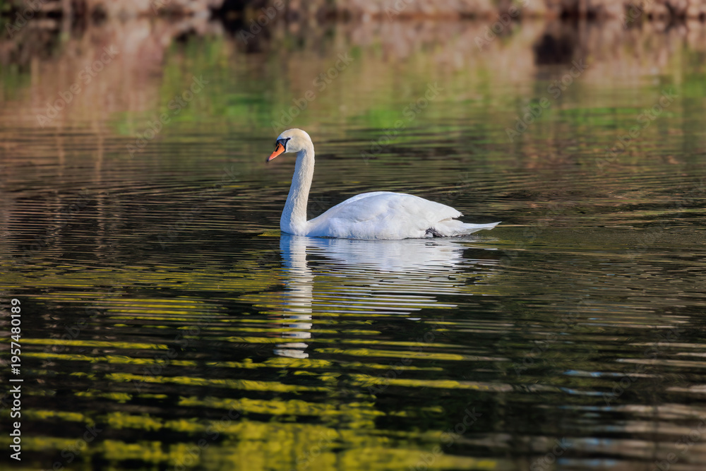 Fototapeta premium beautiful white swan floating on calm water