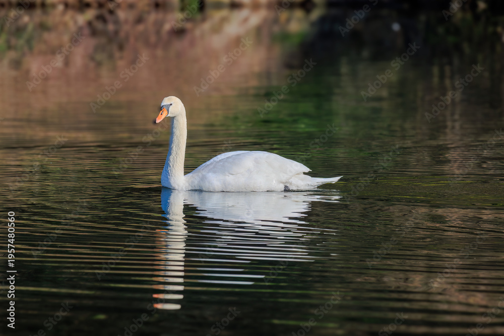 Fototapeta premium beautiful white swan floating on calm water