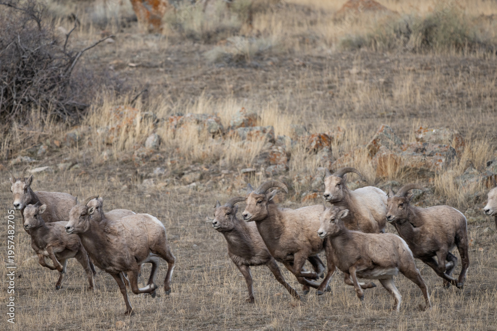 Fototapeta premium Bighorn Sheep on the Run in Montana