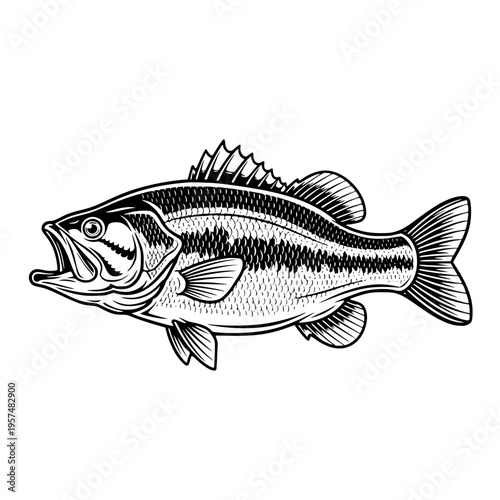A large mouth bass with an open mouth Vector, illustration