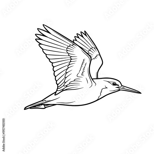A bird is flying through the air with its wings spread Vector, illustration